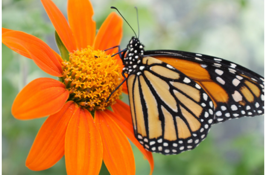 Tips on Creating a Successful Butterfly Garden McDonald Garden Center